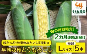 【全2回定期便】【2024年6月中旬以降順次発送】果物みたいに『極甘』早朝収穫 とうもろこし Lサイズ(300g)×5本 糸島市 / 有限会社ウラタ農園 [ALI005]