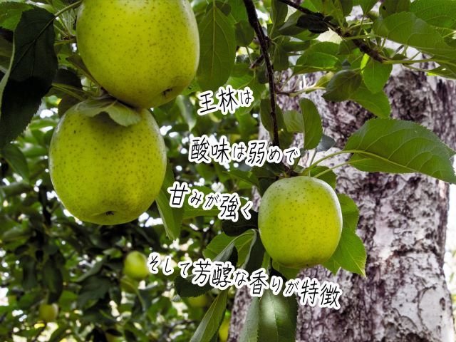 りんご 青森 サンふじ 王林 約 5kg (12～18玉) リンゴ 詰め合わせ セット 青森県 鰺ヶ沢町産 木村りんご園 フルーツ 果物 果物類 白神山地 林檎