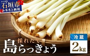 ≪2026年2月下旬～5月下旬発送≫採れたて島らっきょう 2㎏ 【 沖縄県 石垣市 野菜 らっきょう 島らっきょう おつまみ 採れたて 料理 漬物 天ぷら おかぴ農園 産地直送 】OK-03
