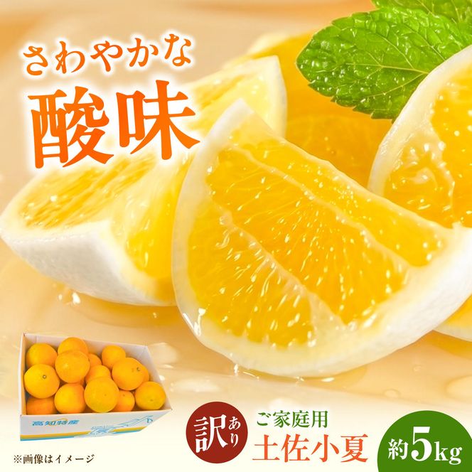 【先行予約】＜白木果樹園＞ 土佐小夏 訳ありご家庭用 約5kg〈2027年5月下旬～6月下旬頃発送〉  / 5キロ こなつ 柑橘 かんきつ 柑橘類 フルーツ 日向夏 ニューサマーオレンジ 西内小夏 果物 くだもの【白木果樹園】 [BQAI034]