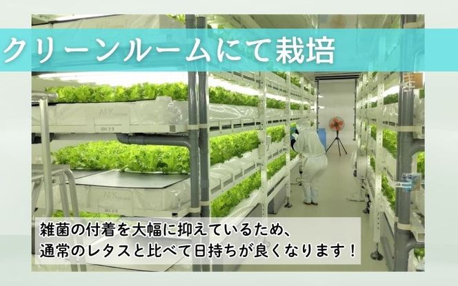 アノレタス（リーフレタス）新鮮シャキシャキ 栽培期間中無農薬低カリウムレタス 12袋セット【kkry0001】