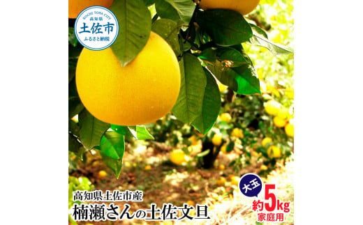 【先行予約】楠瀬さんの土佐文旦 家庭用大玉 約5kg 約5キロ 2L～4L〈2027年2月15日～2027年4月5日発送〉ぶんたん ブンタン フルーツ 柑橘 みかん 果物 くだもの 柑橘類 デザート おやつ さっぱり おいしい 甘い【まる庄果樹園】[BQAF011]