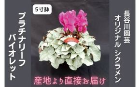 【先行予約】【長谷川園芸】オリジナル品種 シクラメン プラチナリーフ ５寸 バイオレット【冬のギフト  フラワーギフト クリスマス 鉢花】 (AT104)