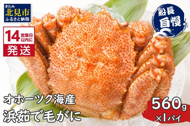 《14営業日以内に発送》オホーツク海産 浜茹で毛がに 560g×1パイ 冷凍 ( かに カニ 毛ガニ 魚介類 蟹 )【114-0024-2024】