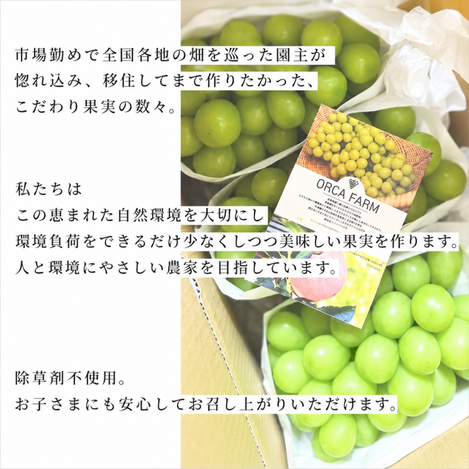 【2026年12月～発送】冷蔵貯蔵 シャインマスカット 3～4房 約2kg ぶどう ブドウ 葡萄 マスカット 果物 フルーツ 長野県 長野 山ノ内町