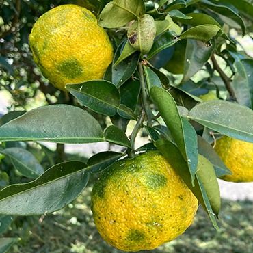 愛媛県鬼北町産ゆず　約2kg【 果物 柑橘 国産 日本産 香りが強い 良質なゆず ゆずの里 産地直送 ゆずジャム ゆず茶 】※2024年10月中旬～11月下旬頃に順次発送予定