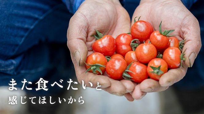 野口農園！ 王様トマト 約2kg ( 8～12個入り )！ ごほうび・麗容・サンロード トマト ごほうび 麗容 サンロード 新鮮 美味しい 野菜 [J007-NT]
