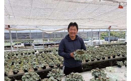 AT007【先行予約】【長谷川園芸】オリジナル品種 シクラメン プラチナリーフ 6寸 ワインレッド ※12月出荷