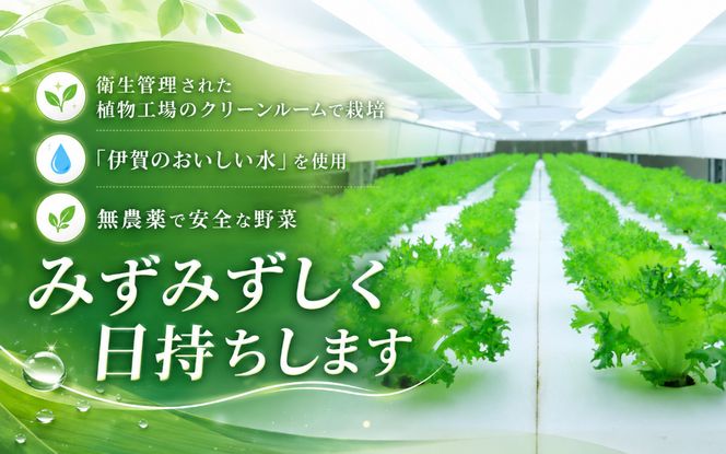 【農薬不使用】Leaf Mie（完全人工光型植物工場レタス）約80g×25個【fskk0001】