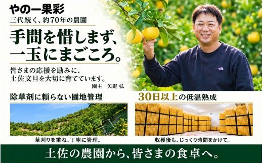 土佐文旦 大小混合 3kg 家庭用 大玉と小玉の詰め合わせ 日本ギフト大賞受賞 文旦発祥の地 園主こだわり 食べ比べ 高知県土佐市産 高知県産 国産 3キロ ぶんたん ブンタン みかん 柑橘類 高級フルーツ 果物 産地直送 お取り寄せ ギフト 季節限定 先行予約 やの一果彩[BQAC044]
