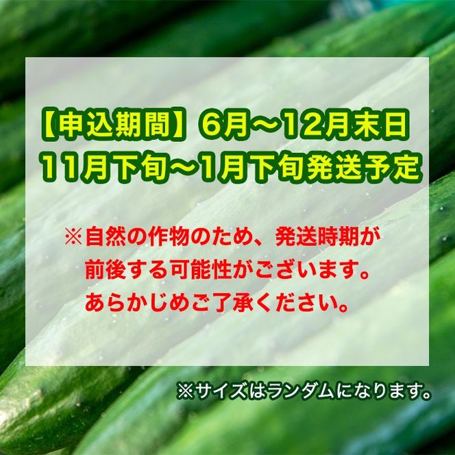 y̑Sǒzy0113906azq_̔ڂイ(v5kgEpbN)  ₳ T_ ӉZ LE Е sNX  e Ԍyq_z