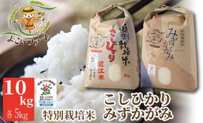 【C-539】【令和6年産　新米】よこいファーム 特別栽培米食べ比べセット　こしひかり　みずかがみ　計10kg（各5kg）［高島屋選定品］