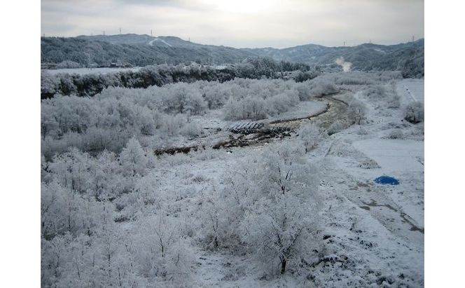 【令和7年産】魚沼産コシヒカリかも米(精米)5kg　※栽培期間中農薬不使用 米 お米 こしひかり 精米 かも米 中魚沼 新潟県 十日町市
