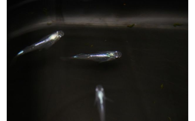 下総めだかの学校厳選！紫陽花（あじさい）めだか 2ペア4匹 生き物 鑑賞