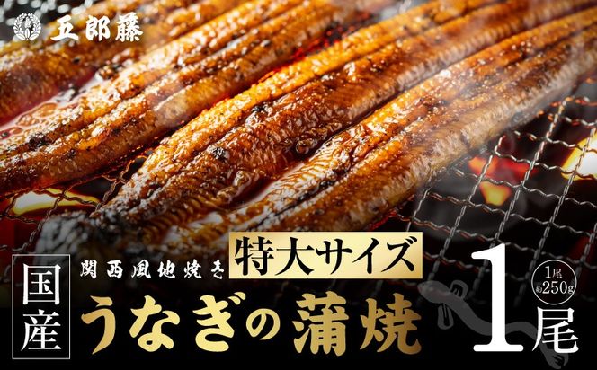 099H5079 老舗【五郎藤】 関西風地焼き 国産有頭旨鰻 250g×1尾 特大 うなぎ ウナギ 蒲焼き 炭火