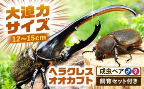 【配送不可地域：北海道・沖縄・離島】ヘラクレスオオカブト成虫ペア（オスサイズ120mm〜150mm）飼育セット付き 愛西市 / 艶麗[AEDD001]