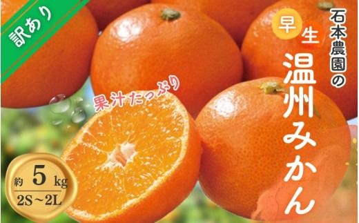 訳あり 2S-2Lサイズおまかせ 石本農園の早生温州みかん 5kg【11月下旬から12月末頃までに順次発送】 / みかん ミカン 蜜柑 早生温州 早生 訳あり　おまかせ【mis014A】