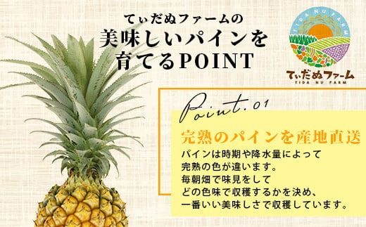 【先行予約】《2026年4月下旬頃より順次発送》石垣島産 ボゴールパイン 2～3玉セット 約2㎏【産地直送 石垣島産 石垣 完熟 パイン パイナップル スナックパイン ボゴール 】TD-2