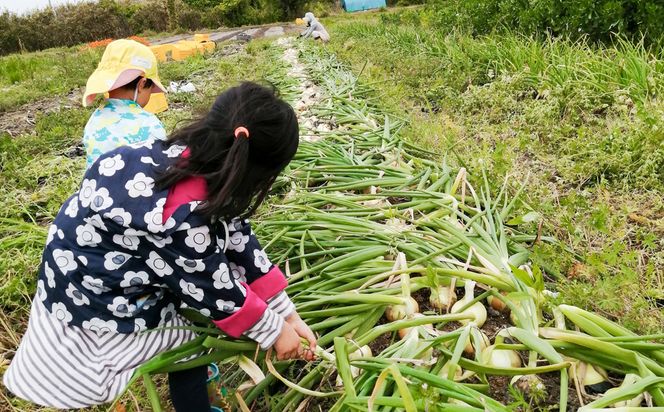 【淡路島のあま～い新玉ねぎ】淡路島ファーム太陽と海 から期間限定でお届け 10kg 【発送時期2026年3月中旬～5月中旬頃】 