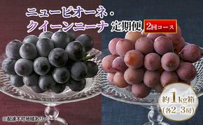 【定期便】【2026年先行予約】 ぶどう 岡山県産 ニューピオーネ ・ クイーンニーナ 1kg箱（各2～3房） 定期便 2回 《2026年8月下旬-9月中旬頃出荷》 葡萄 ブドウ 岡山県産 フルーツ 果物 数量限定 