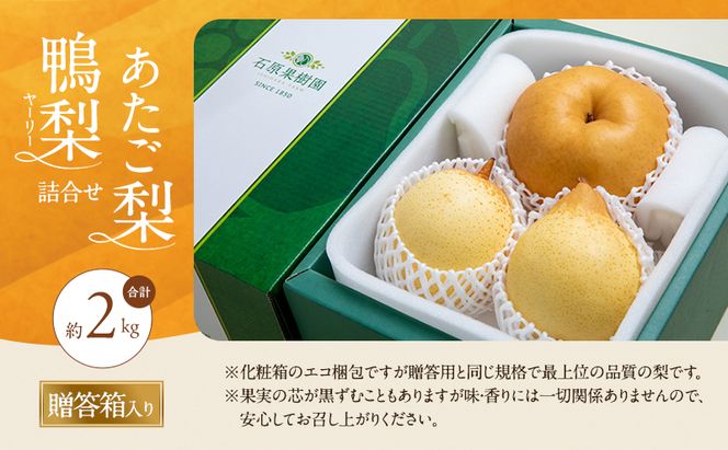 梨 2026年 先行予約 あたご梨・鴨梨（ヤーリー）詰合せ 合計約2kg あたご1～2玉 鴨梨2玉 贈答箱 【11月下旬～12月中旬頃発送】ナシ なし 岡山県産 国産 フルーツ 果物 ギフト 石原果樹園 