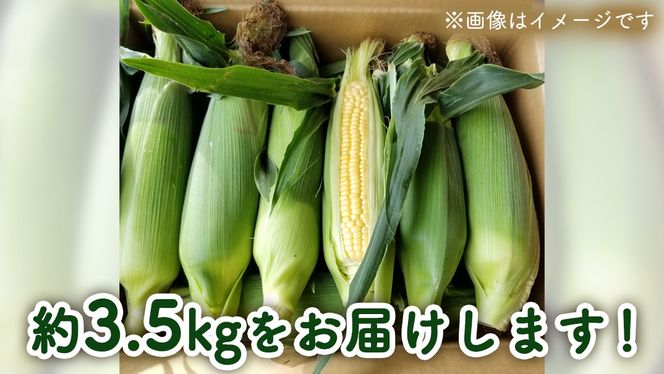 【先行予約 2026年6月中旬以降発送 】【 令和8年産 】 朝採り とうもろこし （ ゴールドラッシュ ） 約 3.5kg トウモロコシ 朝採り 甘い 新鮮 スイートコーン コーン 野菜 極甘 岩田さん 2026 [AX058ya]