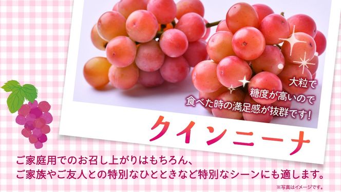 ＼選べる内容量／ クインニーナ 約1.3kg ～ 5kg 【2026年8月より発送開始】（茨城県共通返礼品 [ぶどう]：結城市産） ぶどう ブドウ 葡萄 クインニーナ 種なし 皮ごと 高級 国産 ふるさと納税