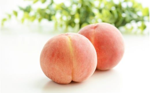 【先行予約】【極上秀品】あふれる果汁で口いっぱい！ 食べきりサイズ 和歌山県産 桃 3玉 / 和歌山 桃 モモ フルーツ もも 白桃 果物 くだもの ※2027年6月末頃～8月末頃順次発送予定（お届け日指定不可） ※離島への配送不可 【kgr501-p-ta3】