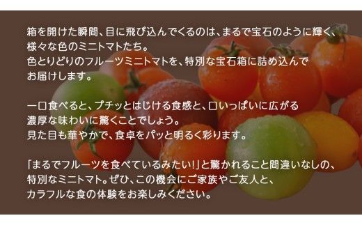 《 選べる 内容量 》カラフル ミニトマト の宝石箱 18粒 / 36粒【2027年1月上旬発送開始】(茨城県共通返礼品：大子町) 野菜 フルーツ 旬 季節限定 期間限定