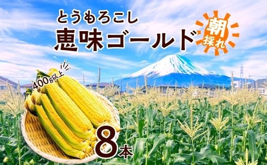 ＜2026年発送先行予約＞とうもろこし 恵味 ゴールド 400g以上 × 8本 高糖度 トウモロコシ スイートコーン 玉蜀黍 イエローコーン 黄 夏野菜 甘い ジューシー 野菜 おやつ 旬 産地直送 送料無料 湖南野菜出荷組合 山梨県 富士河口湖町 FEM002