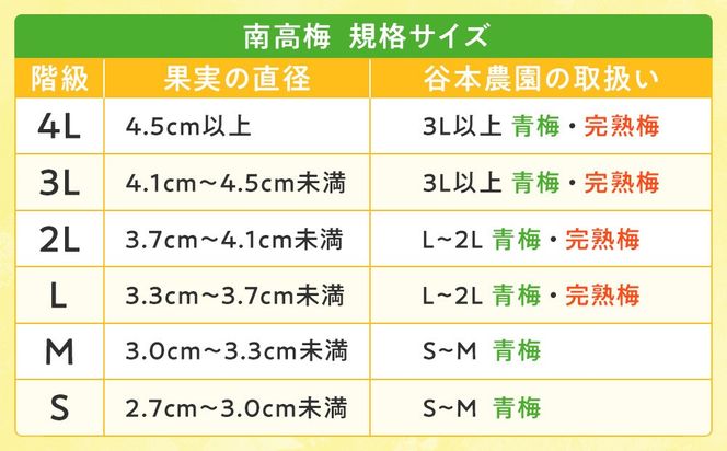 手もぎ 完熟南高梅 15kg 大粒 3Lサイズ以上 谷本農園 CX065
