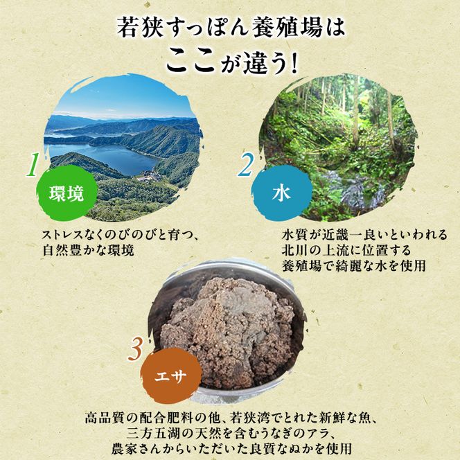 鍋セット 若狭すっぽん鍋セット 1～2人前 食べ方のしおり付 すっぽん 鍋 すっぽん鍋 セット 1人前 2人前 福井 若狭町 福井県若狭町 