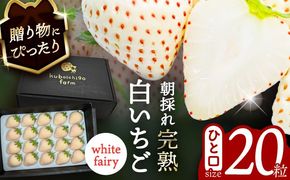 【先行予約】 ＼毎年1月より順次発送／ 白いちご　White Fairy 20粒 果物 いちご フルーツ 愛西市 / くぼ苺農園 【配達不可：北海道・沖縄・離島】[AECJ017]