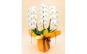 トップフローリスト厳選の胡蝶蘭 3本立ち 142069_BN018