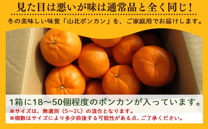 山北ポンカン 家庭用 3kg(約18～30個程度) - 果物 フルーツ 柑橘類 ぽんかん ミカン 蜜柑 訳アリ わけあり 生産者応援 甘い おいしい 美味しい 山北みらい yk-0068