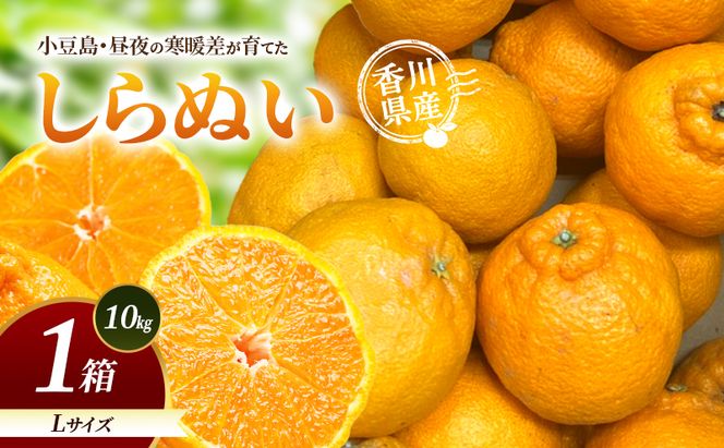 小豆島・昼夜の寒暖差が育てたしらぬい L 1箱(10kg) しらぬい 不知火 柑橘 フルーツ 果物 くだもの 香川 香川県 土庄 土庄町