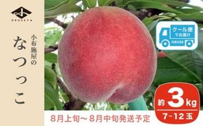 なつっこ (白桃） 約3kg 7～12玉 ［小布施屋］ 桃 白桃 もも モモ フルーツ 果物 令和7年産 【2025年8月上旬～中旬発送】 ［A-5］