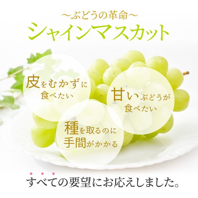 ぶどう 2026年 先行予約 シャイン マスカット 晴王 2～5房入り 合計約2kg 大粒 種無し ブドウ 葡萄 岡山県産 国産 フルーツ 果物 ギフト 橋田商店