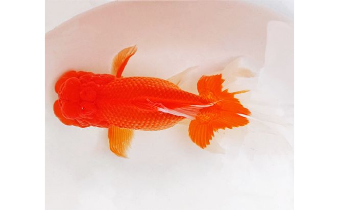 金魚「日本オランダ獅子頭 」E 生き物 鑑賞 