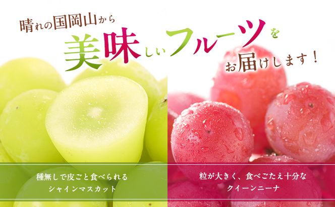 ぶどう 2026年 先行予約 シャインマスカット ＆ クイーンニーナ 各1房 約1.2kg ブドウ 葡萄 岡山県産 国産 フルーツ 果物 直送！せとうちバスケット