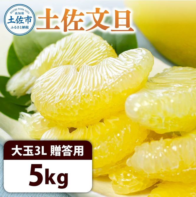 ＜土佐市産＞土佐文旦 大玉 贈答品 3Lサイズ 約5kg 白木果樹園 返礼品 高知県 土佐市