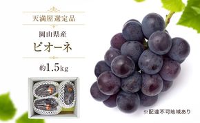 【天満屋選定品】岡山県産 ピオーネ 約1.5kg （2026年発送）