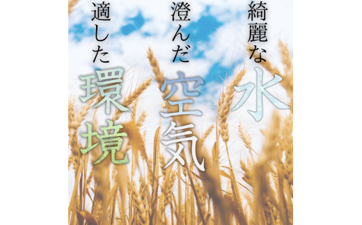 和歌山県産 キヌヒカリ 10kg (2026年産)  / 産地直送 米 こめ ご飯 ごはん ※9月上旬より順次発送予定 【sml400-kinu-10E】
