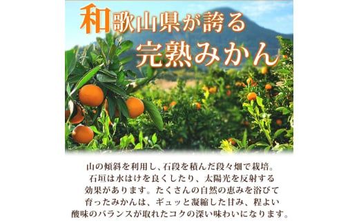 【先行予約】【家庭用 訳あり】紀州有田産 濃厚完熟 温州みかん 2kg ※2026年11月下旬～2027年1月下旬頃に順次発送予定 / みかん ミカン 蜜柑 温州みかん 柑橘 フルーツ 果物 くだもの 和歌山【uot836】