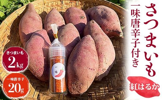 さつまいも2kg　一味唐辛子付き（20g）｜ サツマイモ 紅はるか かんしょ 美浜町産 知多半島産 愛知県産 国産 期間限定 香辛料 調味料 味付け　※北海道・沖縄・離島への配送不可