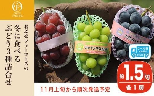 冬に食べるシャインマスカット＆ナガノパープル＆赤系ぶどう1房ずつ 約1.5kg ［ おぶせファーマーズ ］ ぶどう 果物 フルーツ 詰め合わせ 詰合せ 【2025年11月上旬～順次出荷】［FB-24］