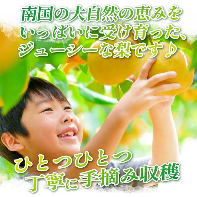 【観光農園直送！】旬の梨詰め合わせ 3kg（梨 なし ナシ 果物 フルーツ 限定）