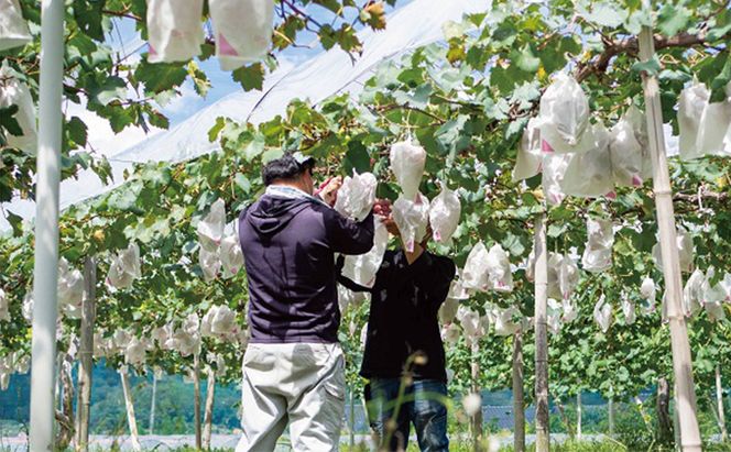 厳選 シャインマスカット 2房 合計1.1kg以上 産地直送 朝採れ ぶどう 葡萄 Kawahara Green Farm 岡山県産 2026年 果物 フルーツ 甘味 酸味 さっぱり 大粒 種なし 人気 甘い 