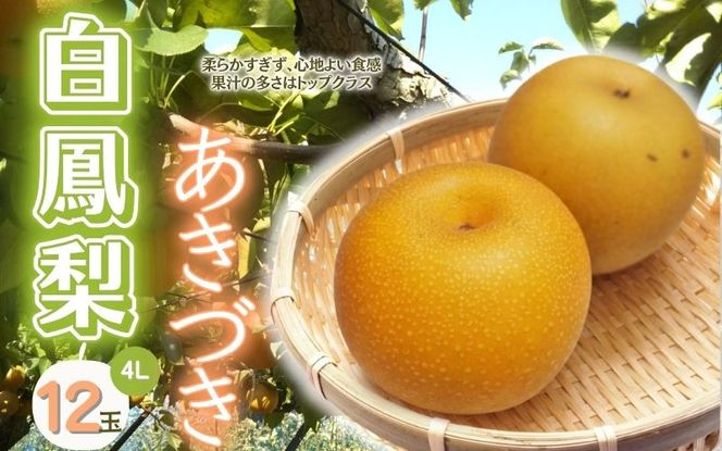 白鳳梨(あきづき)4L 12玉 ※お届けは9月上旬から9月中旬頃の予定です【hkns0002】