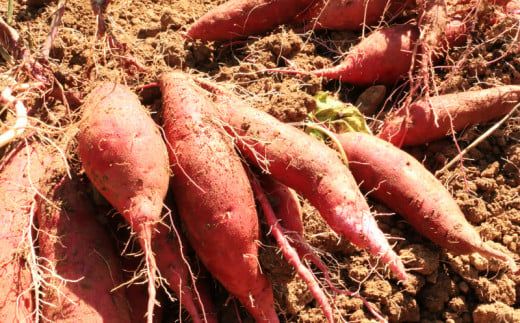 訳あり 熟成 紅はるか 7kg 2S～3Lサイズ さつまいも いも 低温熟成 完全熟成収穫 甘い 糖度 焼き芋 やきいも スイートポテト おやつ サイズミックス 2S～3Lサイズ 高糖度 料理 国産 愛媛県 愛南町 青果市場